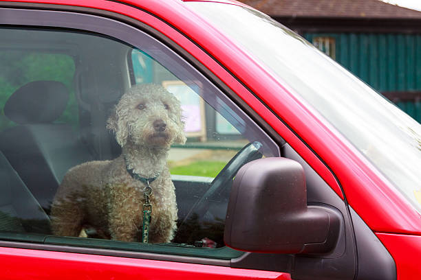 Reser din hund i bilen? | Ystammens.se